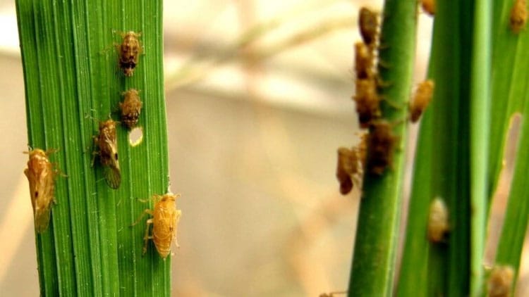 Cara Mengatasi Hama Wereng: Panduan Lengkap untuk Petani Padi 2 cara mengatasi hama wereng panduan lengkap untuk petani padi 1