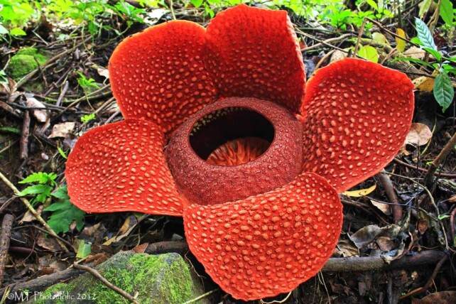 Berita visual: bagaimana Bunga Rafflesia Arnoldi: Keindahan Alam Di Agam Yang Langka berdampak pada masyarakat luas?